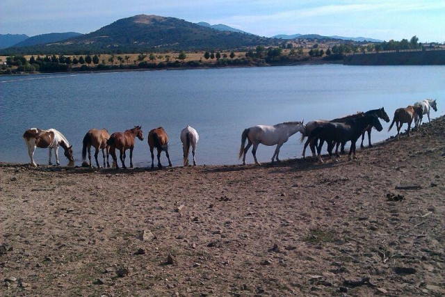 Caballos descansando